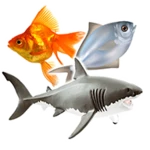 types of fish and fish pictures‎ android application logo